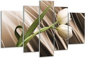 Glasschilderij Tulp - Bruin, Wit, Groen - 170x100cm 5Luik - Foto Op Glas - Geen Acrylglas Schilderij - 6000+ Glasschilderijen Collectie - Wanddecoratie