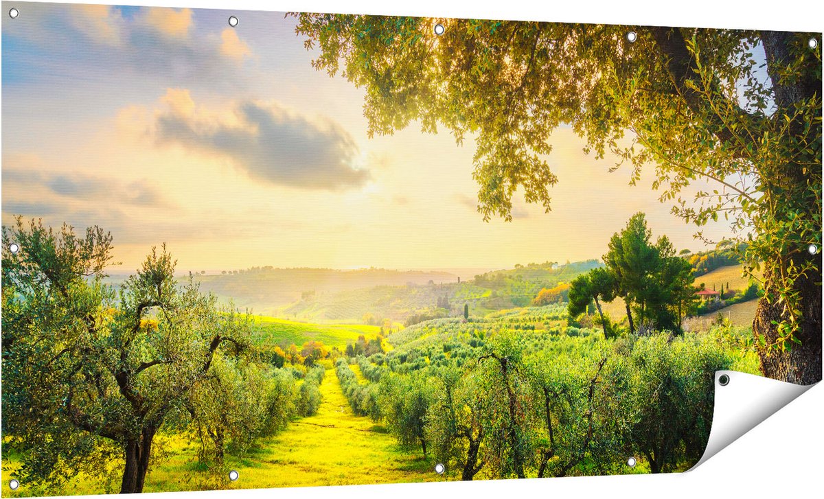 Gards Tuinposter Olijvenbomen - Olijvengaard - 160x80 cm - Tuindoek - Tuindecoratie - Wanddecoratie buiten - Tuinschilderij Multikleur
