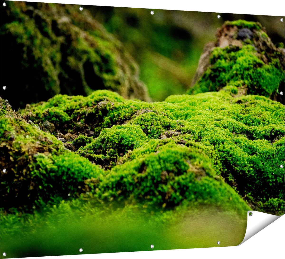 Gards Tuinposter Groen Mos - 160x120 cm - Tuindoek - Tuindecoratie - Wanddecoratie buiten - Tuinschilderij Multikleur