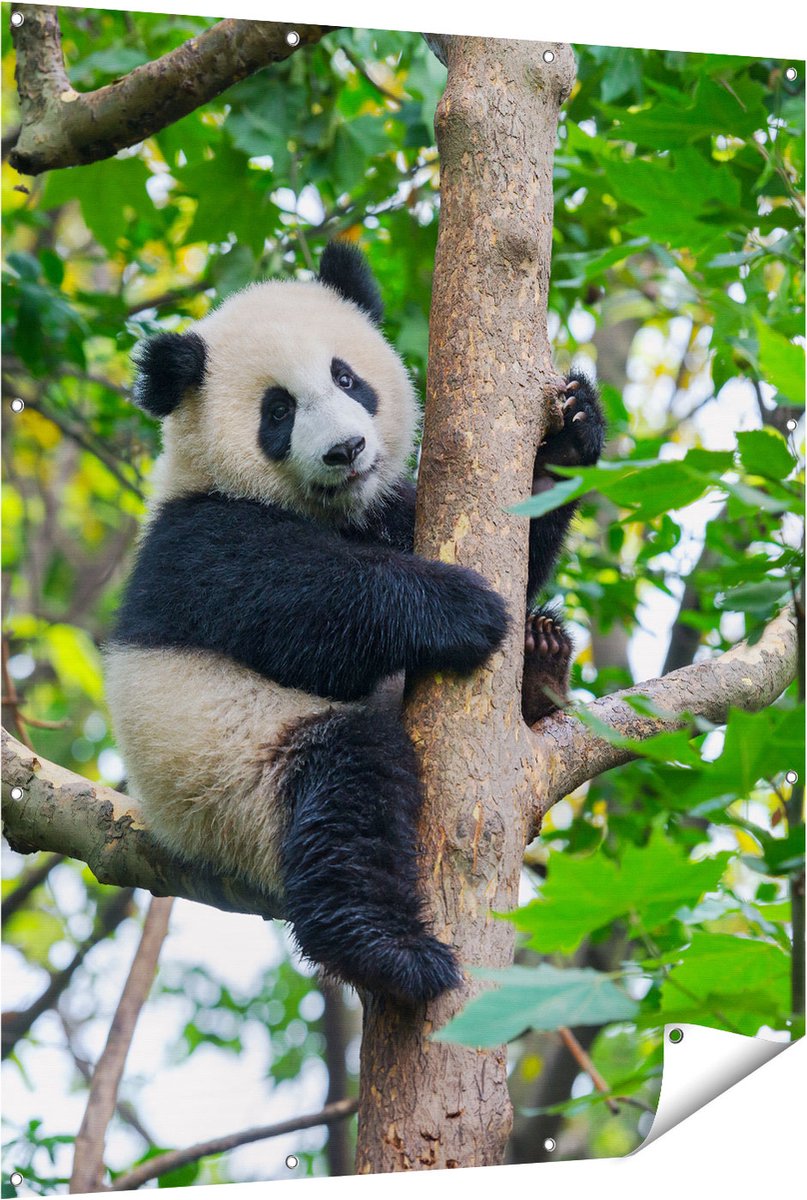 Gards Tuinposter Panda in de Bomen - 120x150 cm - Tuindoek - Tuindecoratie - Wanddecoratie buiten - Tuinschilderij Multikleur