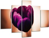 Glasschilderij Tulp | Paars, Bruin, Wit | 100x70cm 5Luik | Foto print op Glas |  F003795