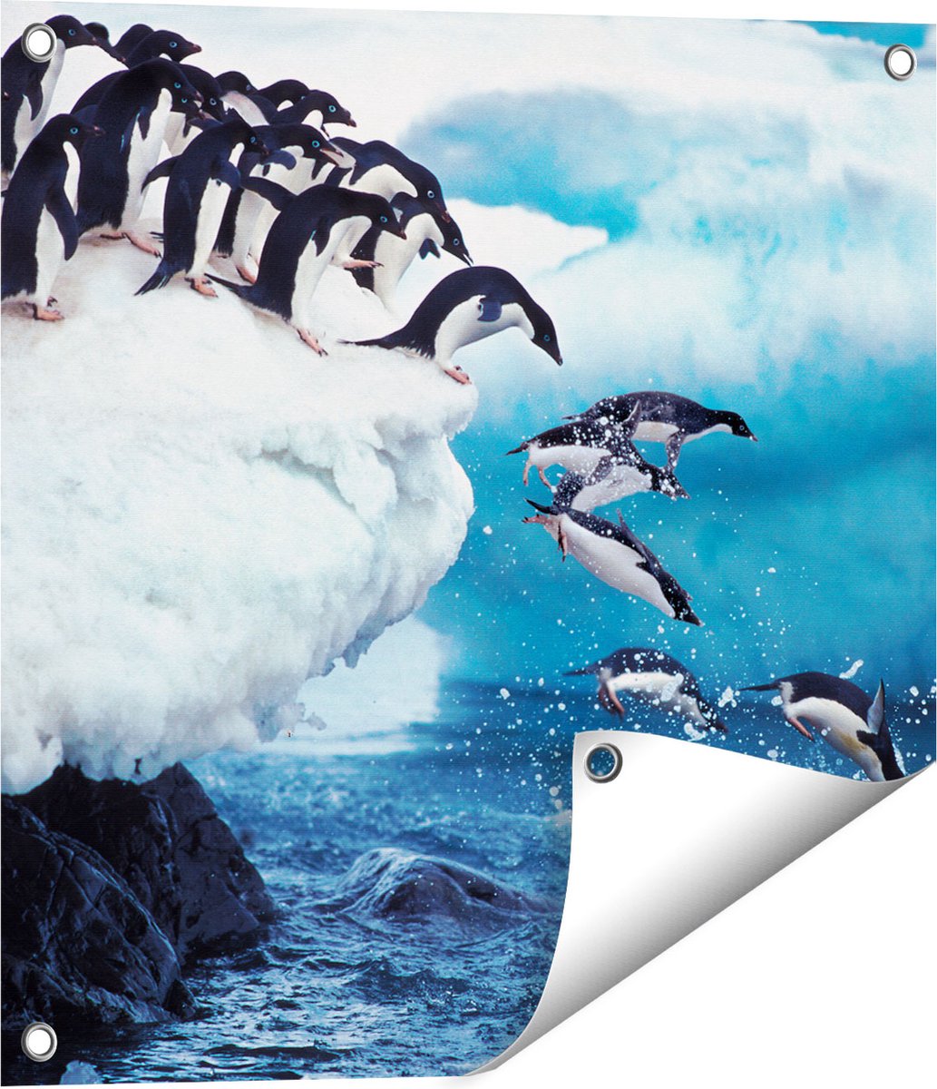 Gards Tuinposter Kudde Pingu�ns Springen vanaf een Rots - 50x50 cm - Tuindoek - Tuindecoratie - Wanddecoratie buiten - Tuinschilderij Multikleur