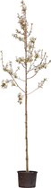 2 stuks! Gewone krentenboom Amelanchier lamarckii h 250 cm st. omtr...