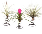 Plant in a Box - Tillandsia op spiraal - 3 luchtplantjes op decoratieve spiraal - Familie van de Bromelia - Hoogte 5-15cm