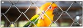 Tuinposter – Felgekleurde Zonparkiet Vogel achter Geruit Hek - 90x30 cm Foto op Tuinposter (wanddecoratie voor buiten en binnen)