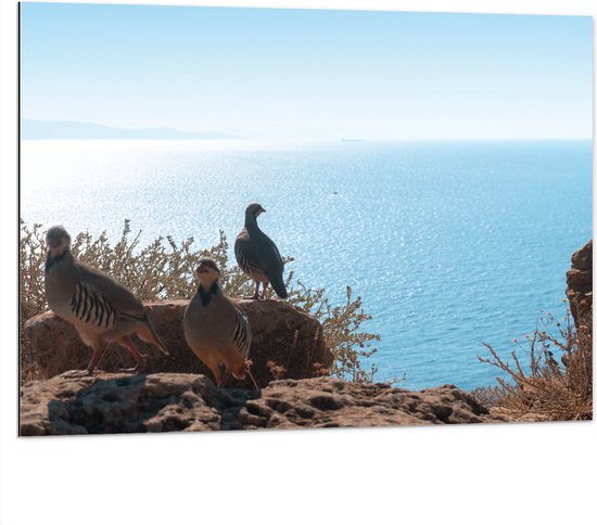 Dibond - Drie Vogels op Stenen aan de Rand van Cliff aan de Kust - 100x75 cm Foto op Aluminium (Wanddecoratie van metaal)