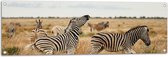 Tuinposter – Kudde Zebra_s op Open Vlakte in Afrikaans Droog Landschap - 120x40 cm Foto op Tuinposter (wanddecoratie voor buiten en binnen)