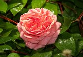 Fotobehang Pink Rose | XXL - 206cm x 275cm | 130g/m2 Vlies