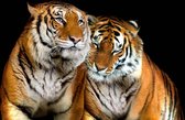 Fotobehang Tigers | DEUR - 211cm x 90cm | 130g/m2 Vlies