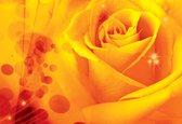 Papier peint Fleur Rose | XXL - 312 cm x 219 cm | Polaire 130g / m2