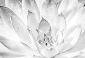 Fotobehang  Nature Plant Black White | XL - 208cm x 146cm | 130g/m2 Vlies