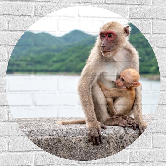 Muursticker Cirkel - Baby Aap Hangend bij Moederaap op Stenen Rand - 80x80 cm Foto op Muursticker