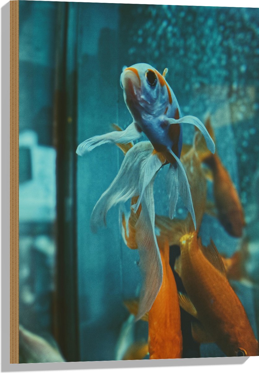 Hout - Blauw met Oranje Vis met Dansende Vinnen in het Aquarium - 50x75 cm - 9 mm dik - Foto op Hout (Met Ophangsysteem)