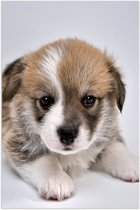 Poster (Mat) - Aandoenlijke Bruin met Witte Puppy - 50x75 cm Foto op Posterpapier met een Matte look