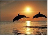 Full Diamond Painting - Dolfijnen bij Zonsondergang