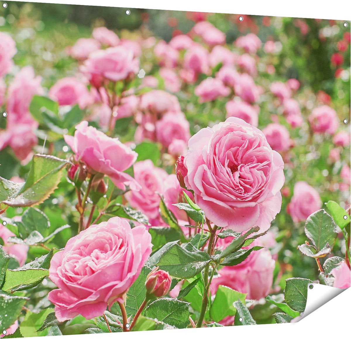Gards Tuinposter Roze Rozen Bloemenveld - 150x120 cm - Tuindoek - Tuindecoratie - Wanddecoratie buiten - Tuinschilderij Multikleur