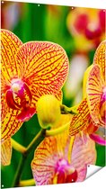 Gards Tuinposter Geel Rode Orchidee Bloemen - 120x180 cm - Tuindoek - Tuindecoratie - Wanddecoratie buiten - Tuinschilderij