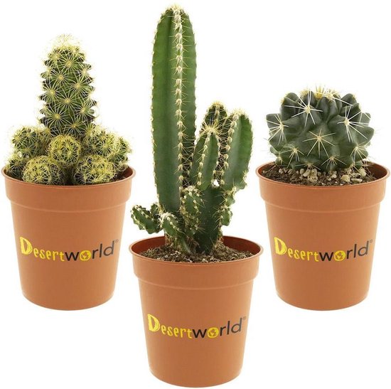 slepen Persoon belast met sportgame Stiptheid Desertworld Mini Cactussen in terracotta potjes - 3 stuks - Ø 6 cm 8-15 cm  | bol.com