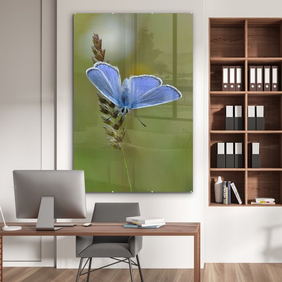 MuchoWow® Peinture sur verre - Papillon bleu sur une tige de maïs - 120x180 cm - Peintures sur verre acrylique - Photo sur Glas