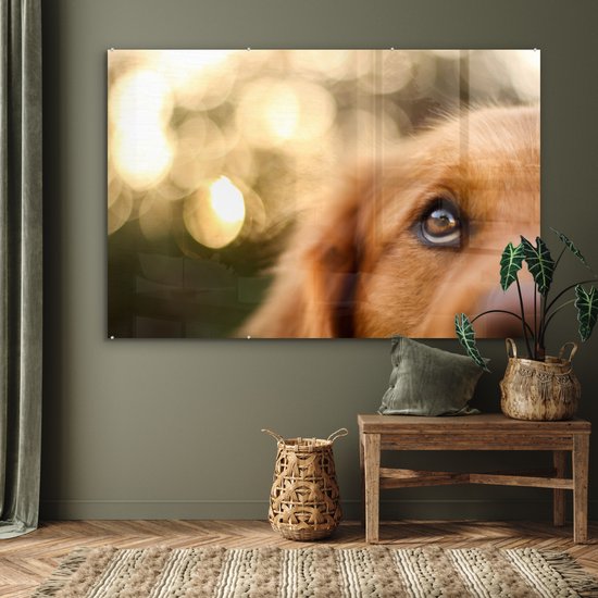 Le scintillement dans l'oeil du Golden Retriever Plexiglass 180x120 cm - Tirage photo sur Glas (Décoration murale Plexiglass) XXL / Groot format!