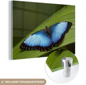 MuchoWow® Glasschilderij 150x100 cm - Schilderij acrylglas - Morpho vlinder op blad - Foto op glas - Schilderijen