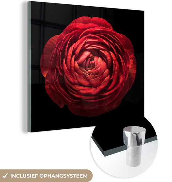 MuchoWow® Glasschilderij 20x20 cm - Schilderij acrylglas - Een close up rode boterbloem op zwarte een achtergrond - Foto op glas - Schilderijen