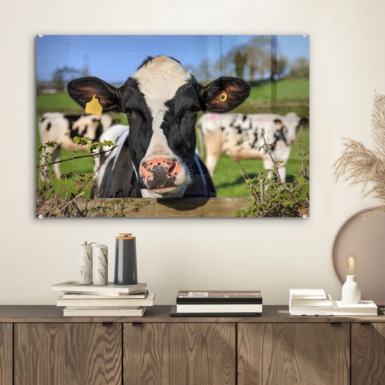 Une vache frisonne regardant par-dessus la clôture Plexiglas 60x40 cm - Tirage photo sur Glas (décoration murale en plexiglas)