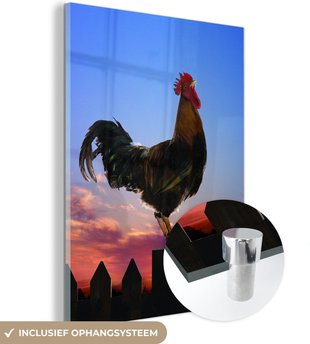 Coq sur une clôture pendant un coucher de soleil Plexiglas 30x40
