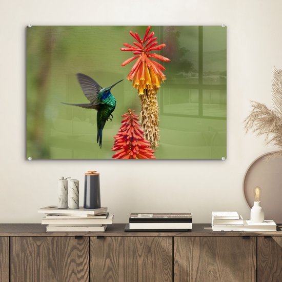 Colibri se nourrit d'une belle fleur en plexiglas 60x40 cm - Tirage photo sur Glas (décoration murale en plexiglas)