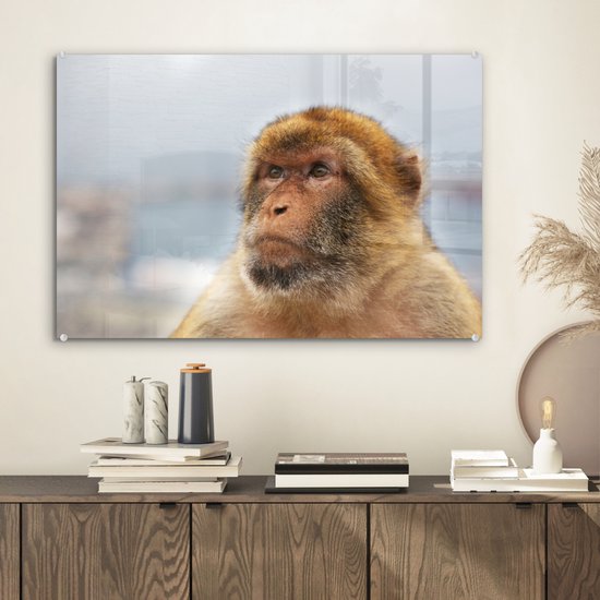 Portrait de macaque de barbarie Glas 60x40 cm - Tirage photo sur Glas (décoration murale en plexiglas)