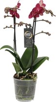 Orchidee van Botanicly – Vlinder orchidee – Hoogte: 45 cm, 2 takken, rode bloemen – Phalaenopsis Red Lion