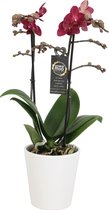 Orchidee van Botanicly – Vlinder orchidee in witte geribbelde keramische pot als set – Hoogte: 45 cm, 2 takken, rode bloemen – Phalaenopsis Red Lion