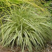 6 x Molinia Caerulea 'Variegata' - Pijpestrooitje pot 9 x 9 cm - Delicate Schoonheid en Herfstverfijning