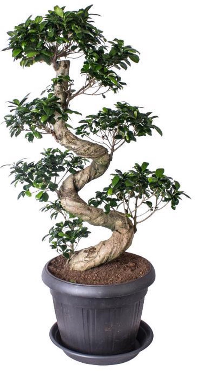 Bonsai Ficus ginseng Sshape in antraciet plasticpot 36cm