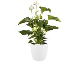 Elho Brussels Rond Wielen 47 - Grote Bloempot voor Binnen - 100% Gerecycled Plastic - Ø 46.5 x H 43.5 cm - Wit