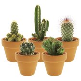 Desertworld Mini Cactussen in terracotta potjes - Cactus plant - 5 stuks - Ø 6 cm - Hoogte 8-15 cm