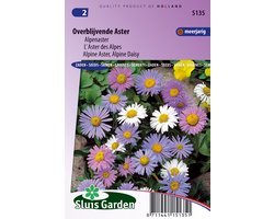 Jardin Sluis - Aster alpin (Aster alpinus)