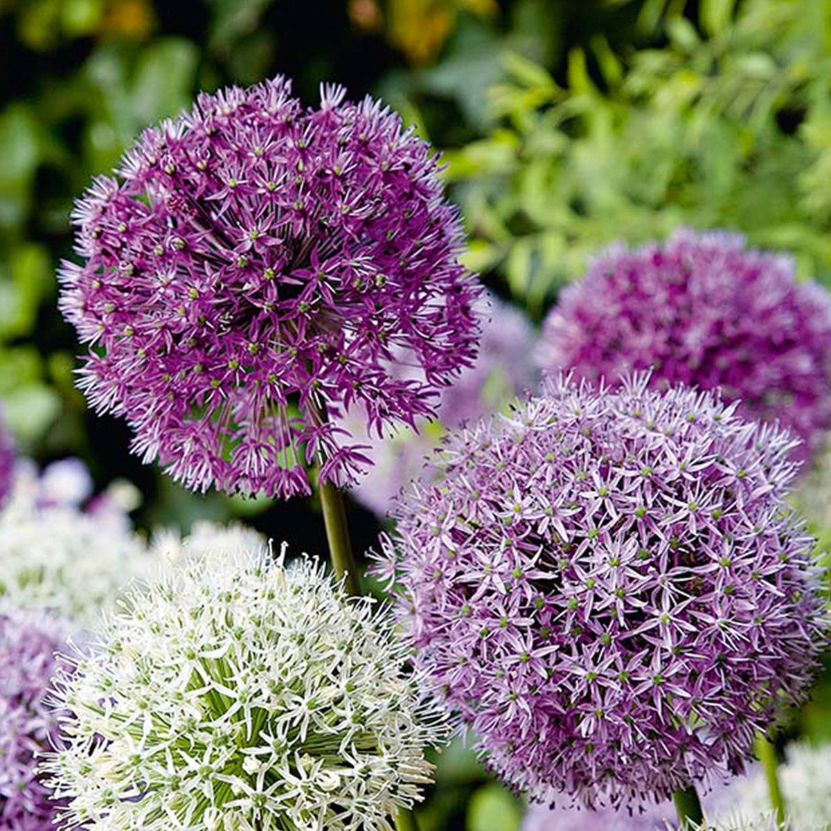 Bloomique - Mix van 15 - Allium Fantasia - Look - Sierui - Blauw, Wit, Paars - Bloembollen - Voorjaarsbloeiend - Meerjarige Planten - Groeit tot 70-90 cm
