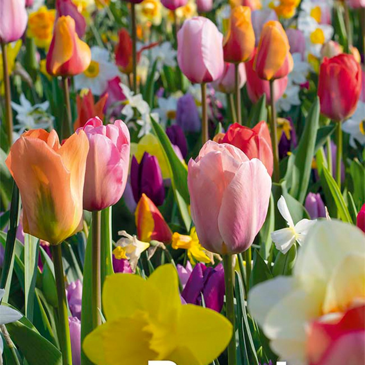 Bloomique - Mix van 50 - Beauty Mix - Mix van 6 Soorten - Bloembollen - Voorjaarsbloeiend - Meerjarige Planten - Groeit tot van 5 tot 55 cm