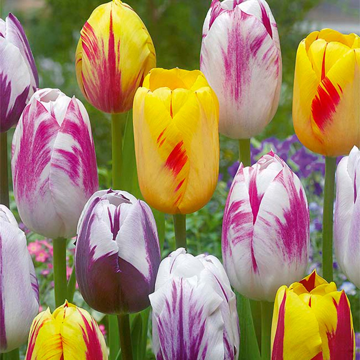 Bloomique - Mix van 20 - Tulipa Rembrandt Mix - Tulpenbollen - Bloembollen - Voorjaarsbloeiend - Meerjarige Planten - Groeit tot 40-50 cm op Prijzenvolger.com