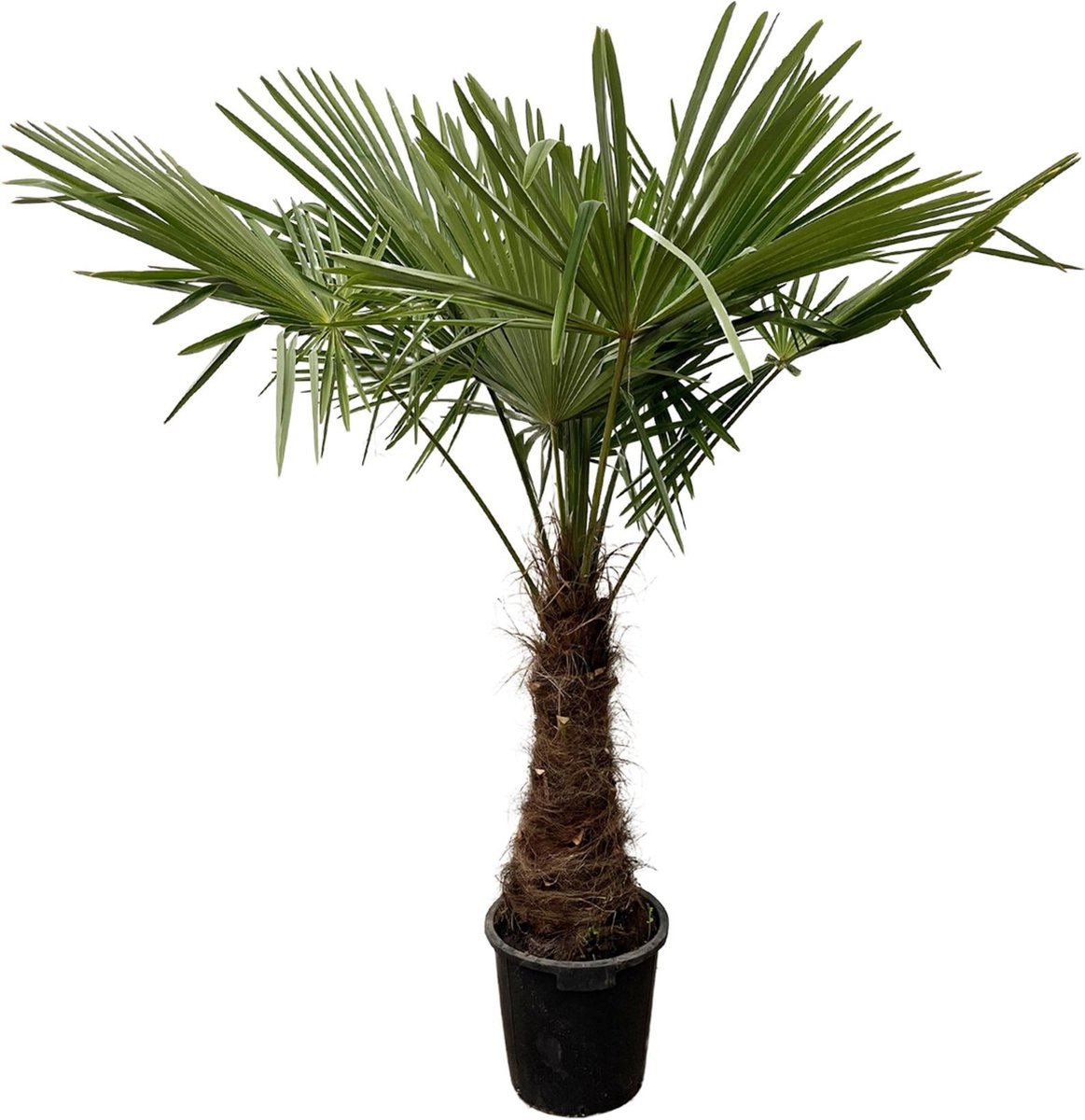 Trachycarpus - 235cm- Ø45