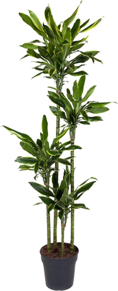 Dracaena Golden Coast - 170 cm - ø27