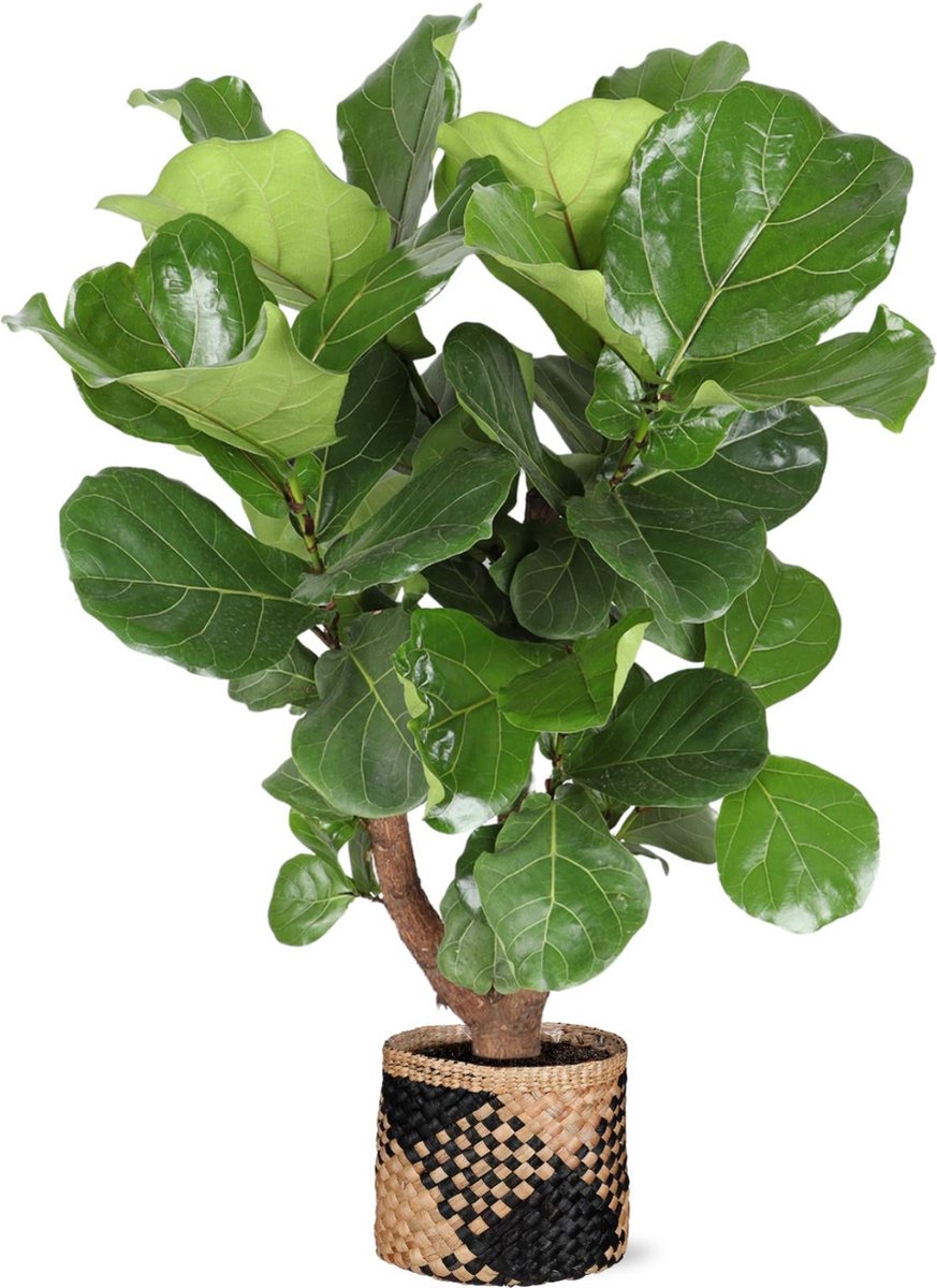 Ficus Lyrata (vertakt) Ø27cm 130cm in Albury BLACK print mand