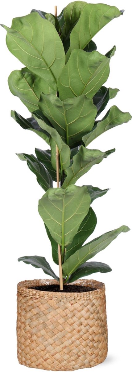 Ficus Lyrata - Ø21cm - 90cm in Albury NATURAL mand