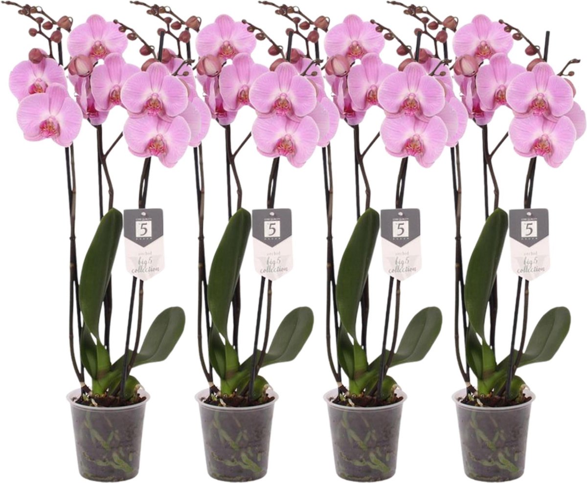 Green Harmony - Set van 4 - Phalaenopsis Elion - 3 tak orchidee - 60 cm - Ø12cm