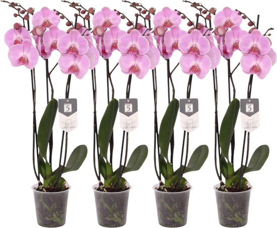Zeldzame zwarte orchidee en regenboog - Het nieuws uit de regio Wouw