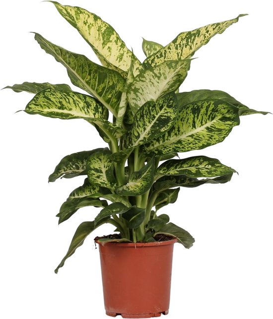 12 mooiste Dieffenbachia soorten op een rijtje 12 Dieffenbachia Mars