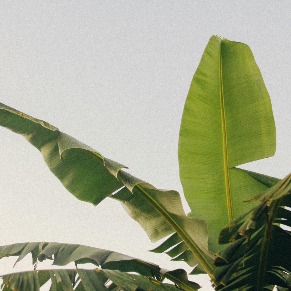 Bananenplant - Musa basjoo - Hoogte 55-70cm - 21cm