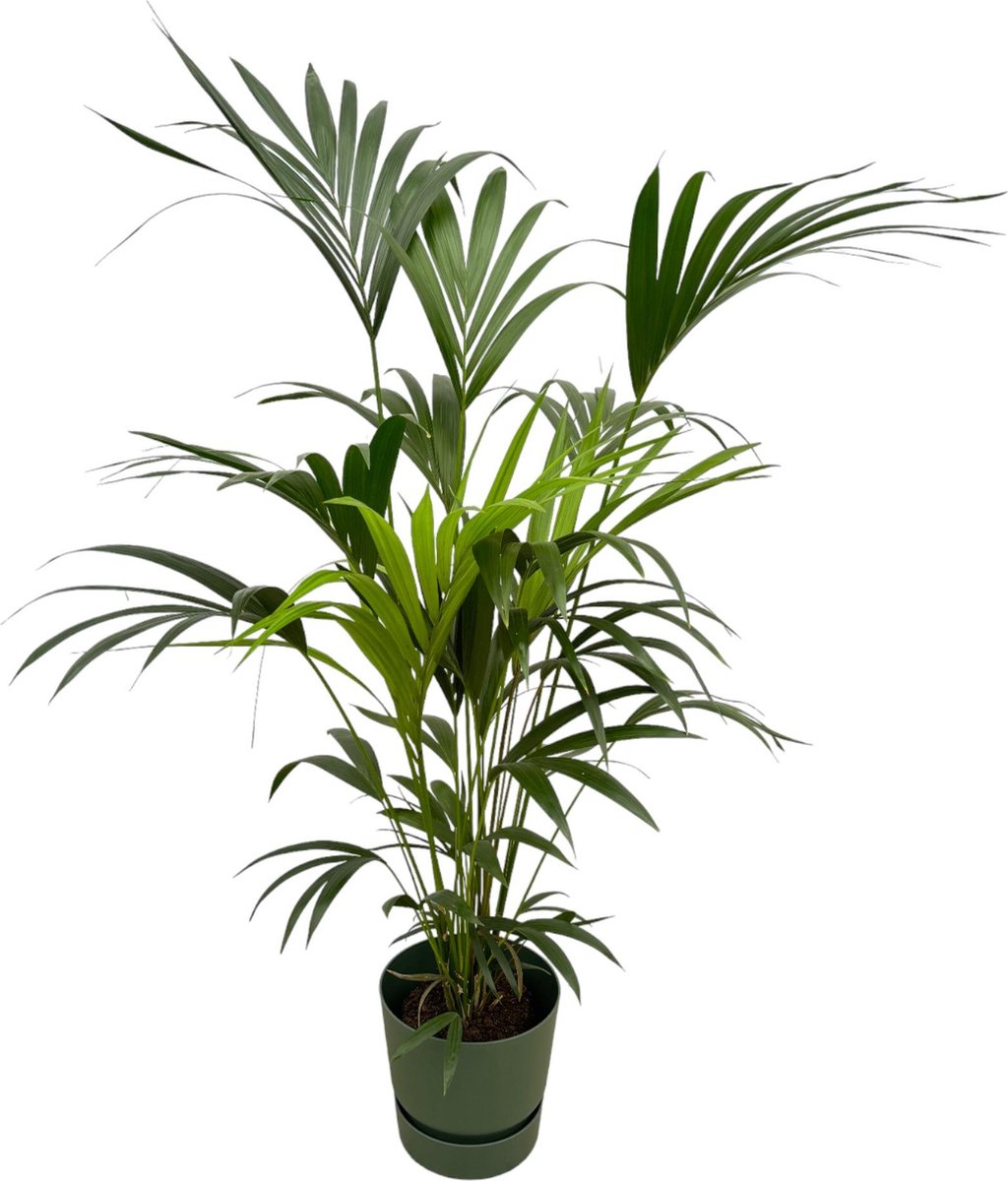 Plantenboetiek.nl | Kentia palm inclusief elho Greenville Round groen - Ø30cm - 150-160cm hoog - Kamerplant - Complete set - Plant met pot