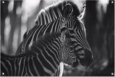 Zebras tuinposter - Dieren posters - Tuinposters Strepen - Poster buiten - Tuin schilderij - Tuin decoratie wanddecoratie tuinposter 105x70 cm